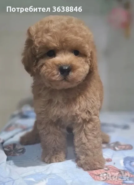 Малтипу, снимка 1