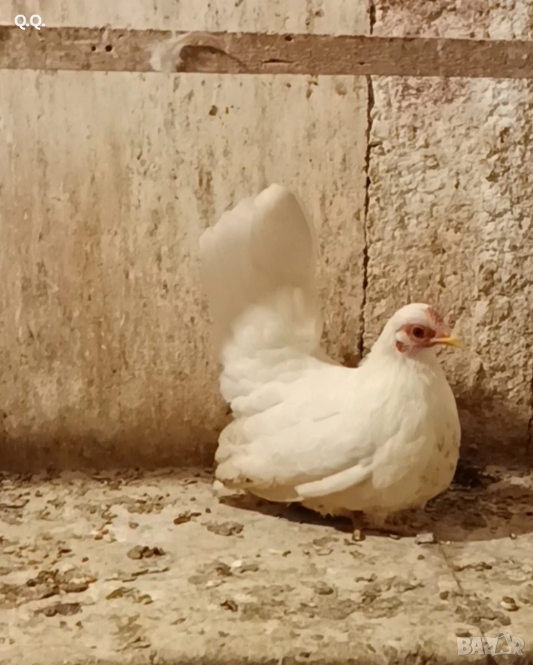 Двойка Шабо, снимка 1