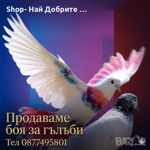 Боядисване на Гълъби / Боя за Гълъби / Внос Испания