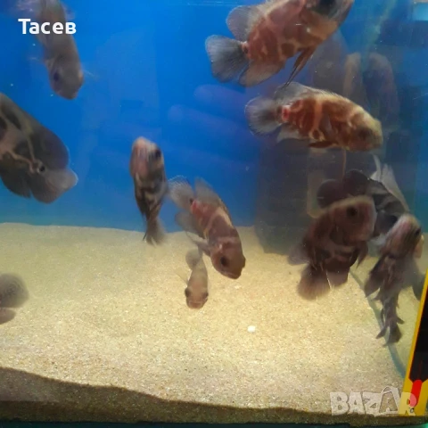 Астронотуси 6см, снимка 1