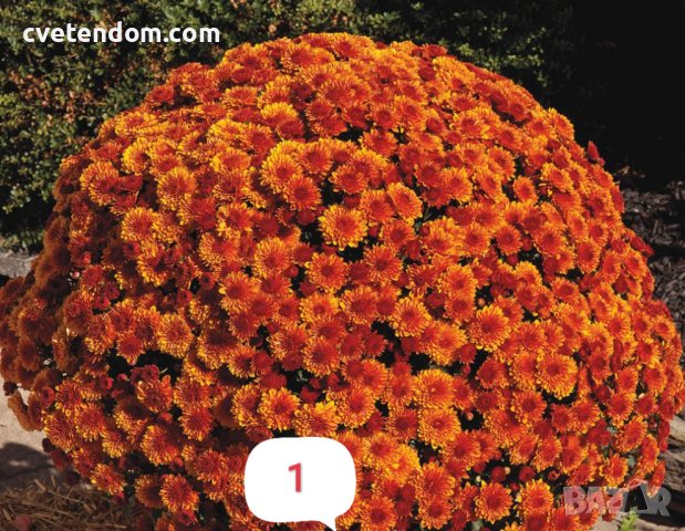 Кълбовидна хризантема разсад, снимка 12 - Градински цветя и растения - 40313222