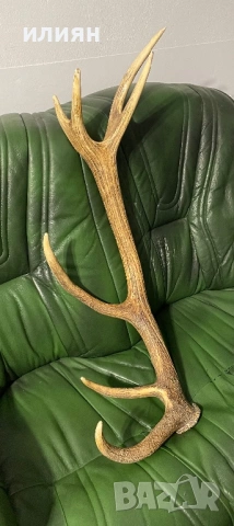 Рога елен 4 броя 13,3 кг. , снимка 6 - Други ценни предмети - 54103807