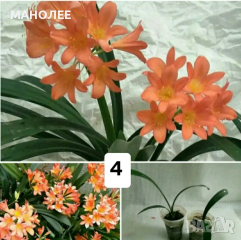 Саксийни цветя - 4 вида - 4 НЕЗАСАДЕНИ КОРЕНА В ЕДИН ПАКЕТ /видове по избор/ ЗА 20 ЛВ. / 10,23 € ., снимка 5 - Стайни растения - 52047633