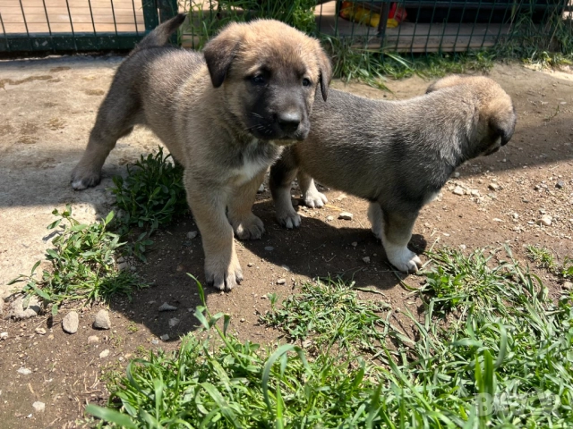 Кученца Алабай Х Малиноа Кръстоска с Доставка, снимка 9 - Други - 52220666