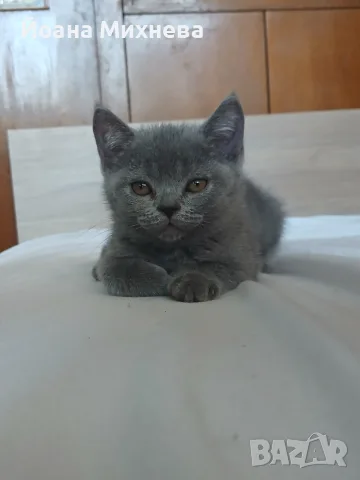 продавам 3 котенца остава 1 момиче, снимка 12 - Други - 55675146
