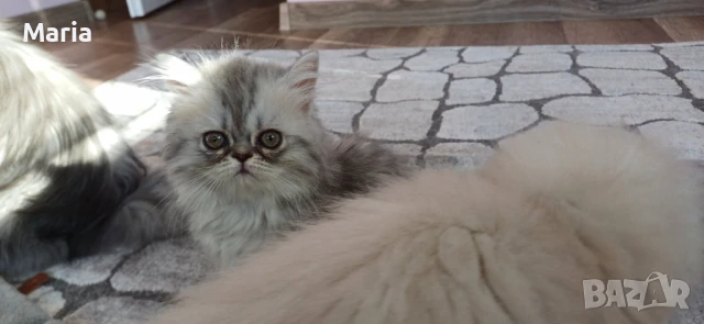 Персийски котета, снимка 3 - Персийска - 47166109