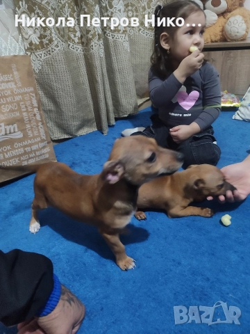 Пинчери , снимка 6 - Пинчер - 52860275