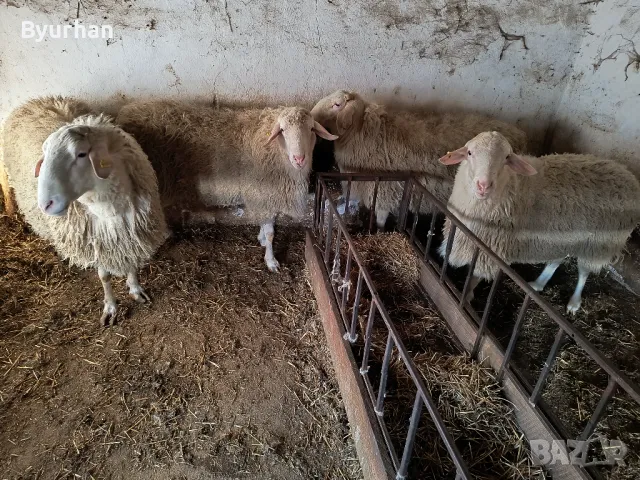 Кочове Асаф  за разплод