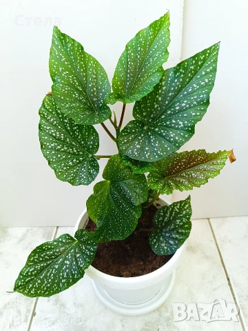 Сциндапсус, Бенджамин и други цветя , снимка 11 - Стайни растения - 45108051