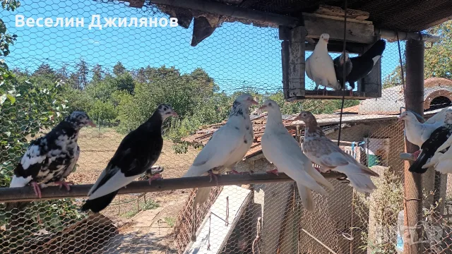 въртящи  гълаби, снимка 4 - Гълъби - 55791043