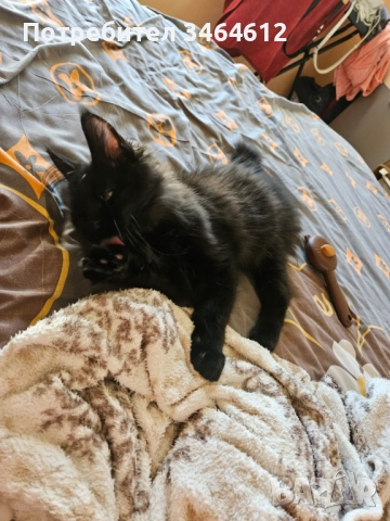 Мейн куун, снимка 6 - Мейн кун - 52592928