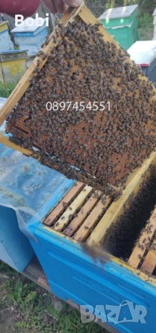 Пчелни майки Отводки малки пчелни семейства, снимка 5 - Други животни - 40285876