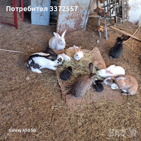 Продавам зайци , снимка 3 - За гризачи - 52448141