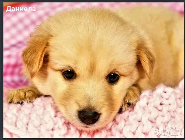 Диамантени гоблени за изработка, снимка 3 - Гоблени - 39141574