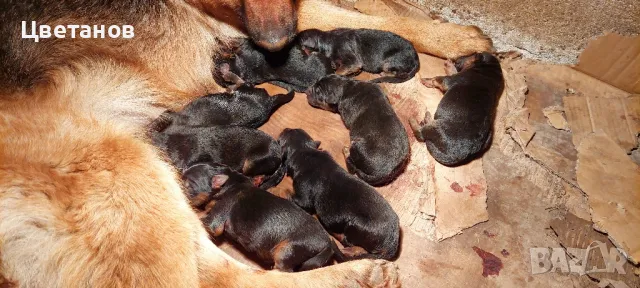 Чистокръвни Немски Овчарки