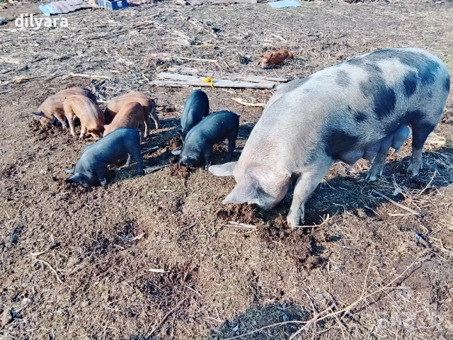 Продавам малки прасенца, снимка 3 - Прасета - 52220200