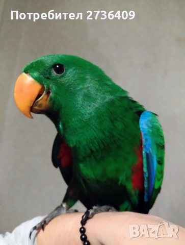 Папагал еклектус , снимка 5 - Папагали - 52723213