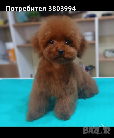 Продам той пудели, йоркширски териер, малтийска болонка на различни възрасти! 