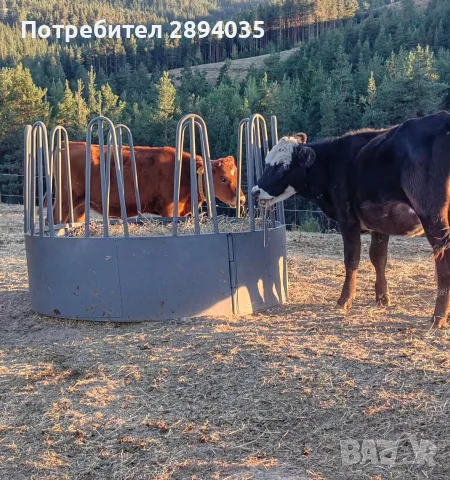 свободни телета от 20 дни до 2 години , снимка 9 - Крави - 55996835