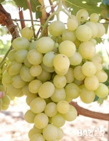 Пръчки /резници от лоза Болгар.