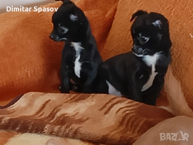 Мъжко и Женско Кученце Куче Мини Чихуахуа, снимка 2 - Чихуахуа - 54002011