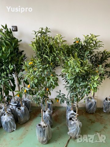 Лимон Мандарина Портокал Помело Лайм Лаймкуат Кумкуат Мандаринкуат, снимка 8 - Градински цветя и растения - 34694760