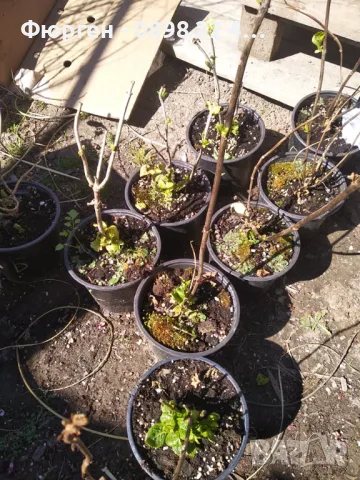  Хортензия Налични 4 вида , снимка 7 - Разсади - 37070652