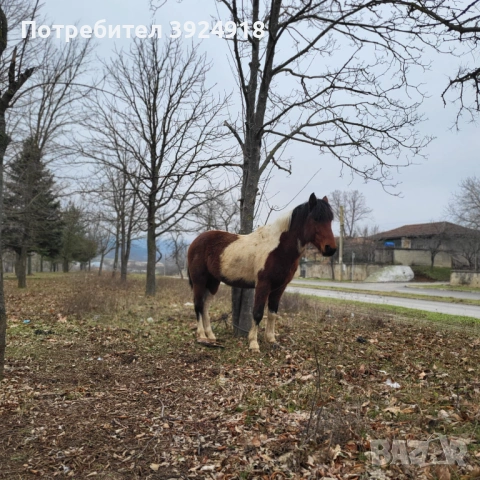 Продавам шарен кон жеребец , снимка 2 - Коне - 52837357