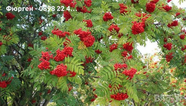 Офика - Sorbus aucuparia, снимка 1 - Разсади - 38210169