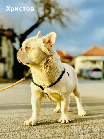 Мъжко флуфи (флъфи) за разплод, снимка 11 - Френски булдог - 46959509