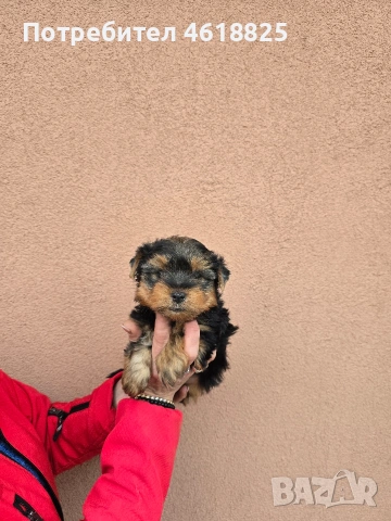 Йоркширски териери , снимка 9 - Йоркширски териер - 53303647