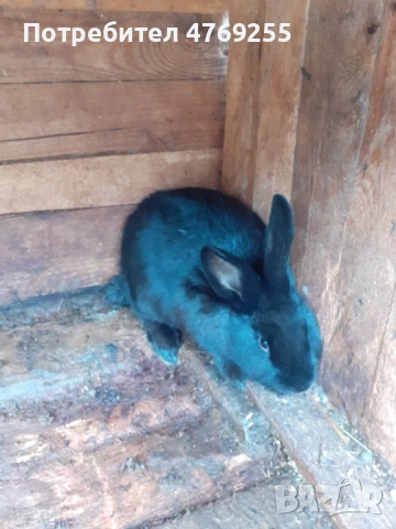 Зайци , снимка 5 - Други - 53879571