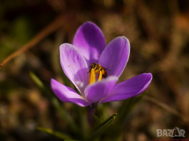 Твърд обектив Мeopta - Meostigmat 50 mm f/ 1.3 Lens, снимка 6 - Обективи и филтри - 42026196