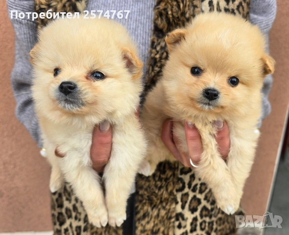 Мини шпицове 