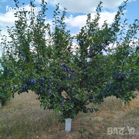сини сливи сорт "Стенлей" БИО, снимка 3 - Домашни продукти - 55722571