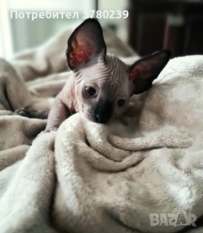 Котенца канадски сфинкс и елф
