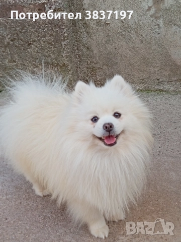 мъжки със всичко необходимо за момента , снимка 2 - Други животни - 51608683