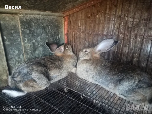 Зайци домашни различни видове, снимка 2 - Декоративни зайчета - 56220183