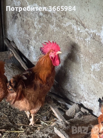 Продавам кокошки - харко и петли за клане, снимка 5 - Кокошки и пуйки - 54357452