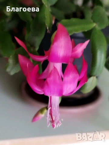 Мини Коледниче цикламено - стар сорт