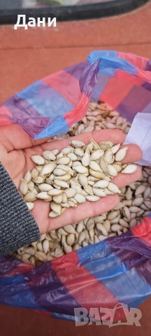 Продавам семе за тикви Цигулки , снимка 2 - Сортови семена и луковици - 54278873