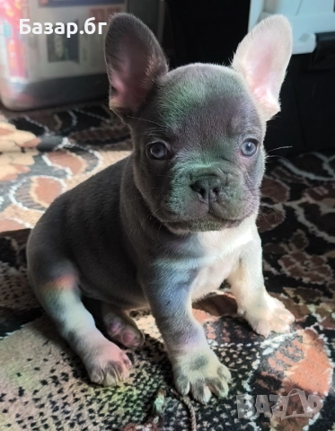 Френско булдоче Лилак тан ( флъфи ген), снимка 9 - Френски булдог - 53719888