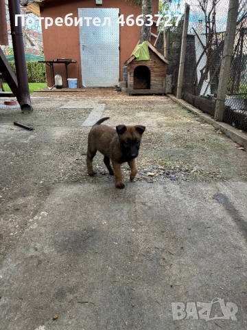 Продавам Белгийски овчарки, снимка 10 - Белгийска овчарка - 52579124