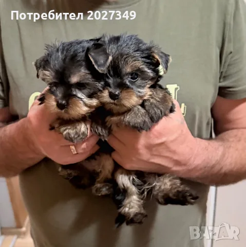 Йорки - кученца женски