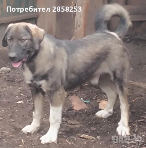 Мъжко българско овчарско куче 