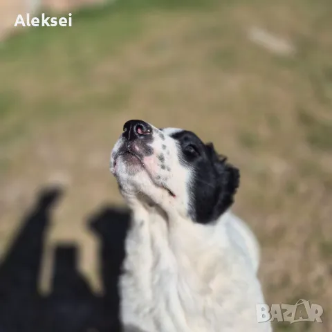 Средноазиатска овчарка–Алабай, снимка 6 - Средноазиатска овчарка - 48611649