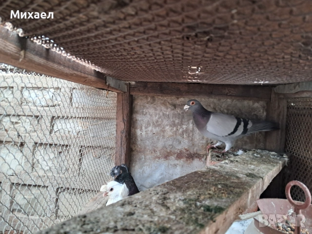 Гълъби, снимка 8 - Гълъби - 54091665
