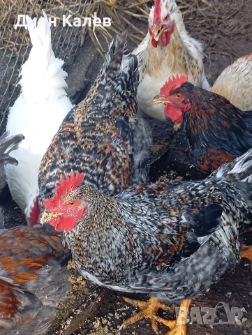 млади Петли 15 лв 