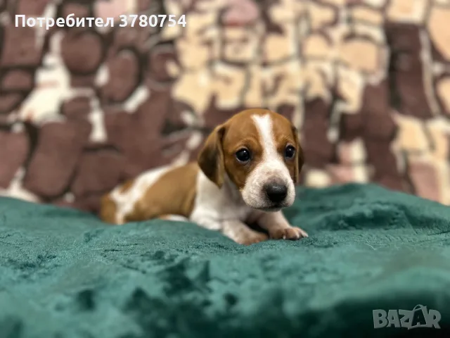 Дакел пиебалд piebald dachshund 