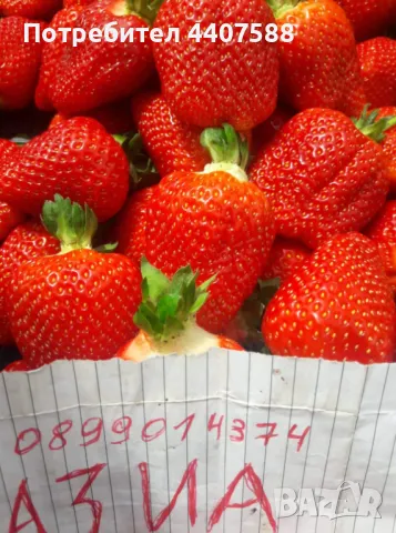 Разсад ягоди целогодишни , снимка 5 - Разсади - 49716826